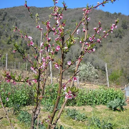 Pian Del Soglio Bed & Breakfast Apricale